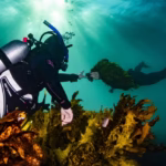 Lost underwater forests are returning to Sydney’s coastline